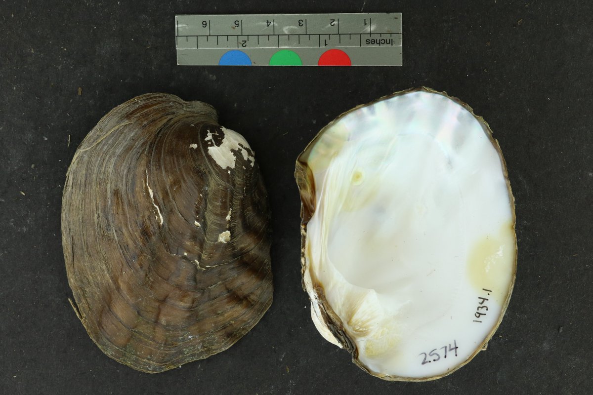 Just uploaded 2,296 images of freshwater mussels from the @UAMNH #Invertebrate #Zoology collection taken by an awesome @BlountProgramUA student to @arctosdb! Check out what we've got at arctos.database.museum/almnh_inv!