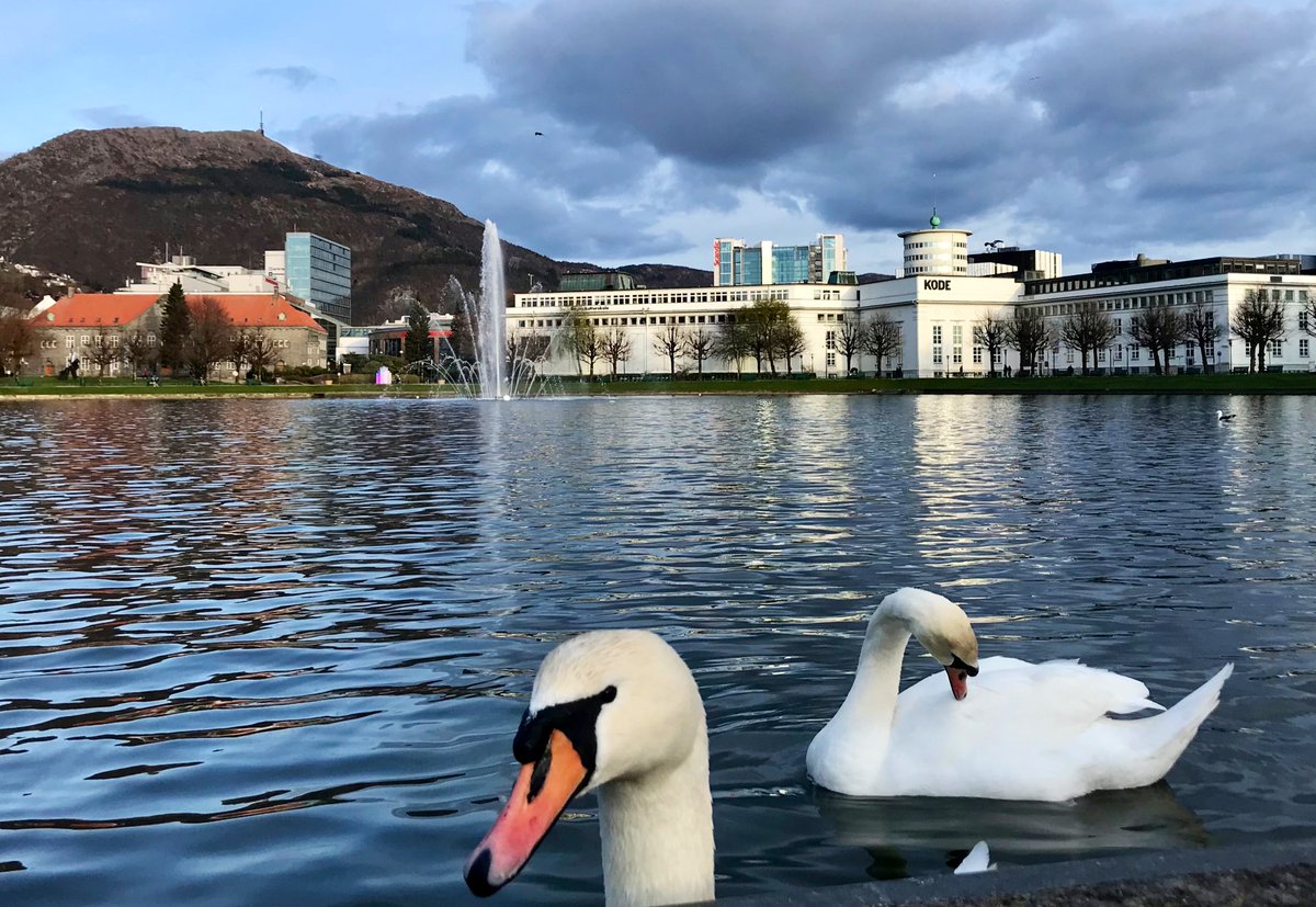 Swans a swimming… always so serene 🦢 🦢💕 Have a fabulous Friday! ☕️ Views over Lille Lungegårdsvannet, Bergen #swans #ThePhotoHour