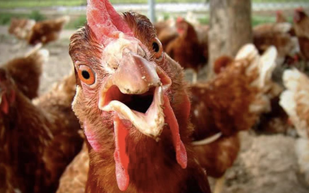 Intanto l’associazione AAA (Associazione allevatori avicoli), dichiara che dal prossimo anno, nella giornata del 25 Aprile, verrà istituita la “Giornata della Memoria”, in ricordo delle circa 120.000 galline rapite nel biennio 1943/1945 , che non hanno mai fatto ritorno a casa .