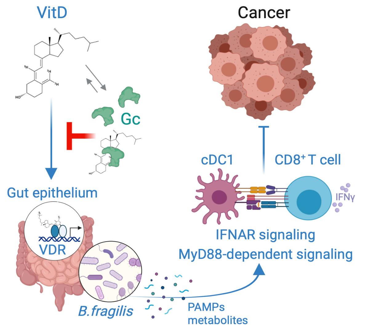 Very excited to share our latest work, out today in @ScienceMagazine, on the serendipitous finding that vitamin D ☀️ regulates the gut microbiome to promote cancer immunity🦠 science.org/doi/10.1126/sc… 🧵👇 @ReiseSousaLab @TheCrick
