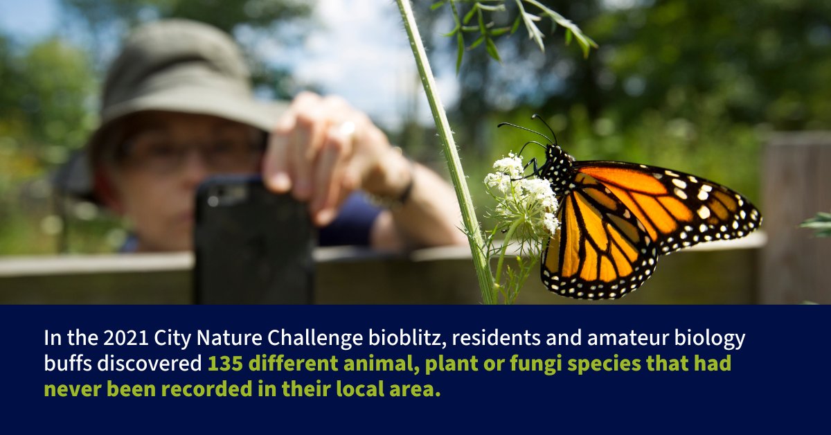 Today is the first day of @citnatchallenge, where citizen scientists record observations of wildlife in their local area. @matanature and @palma_estibaliz write in Pursuit on the impact of citizen scientists ➡️ unimelb.me/3UzwqDZ