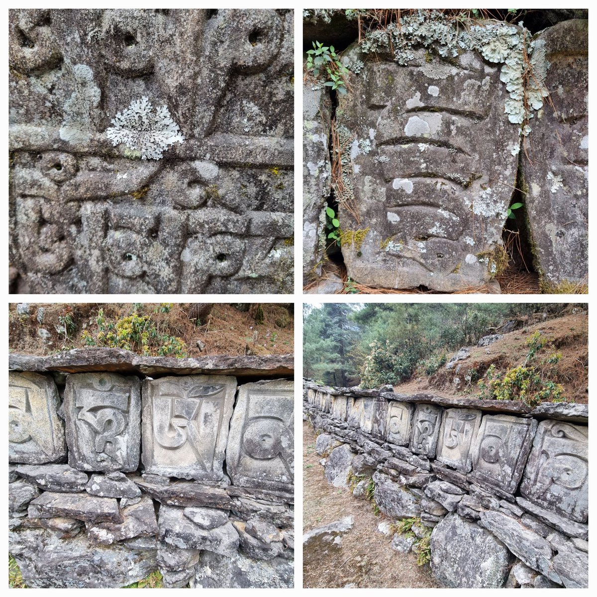 Lichens on a prayer wall/mani stones...Khumbu region, Nepal #lichens