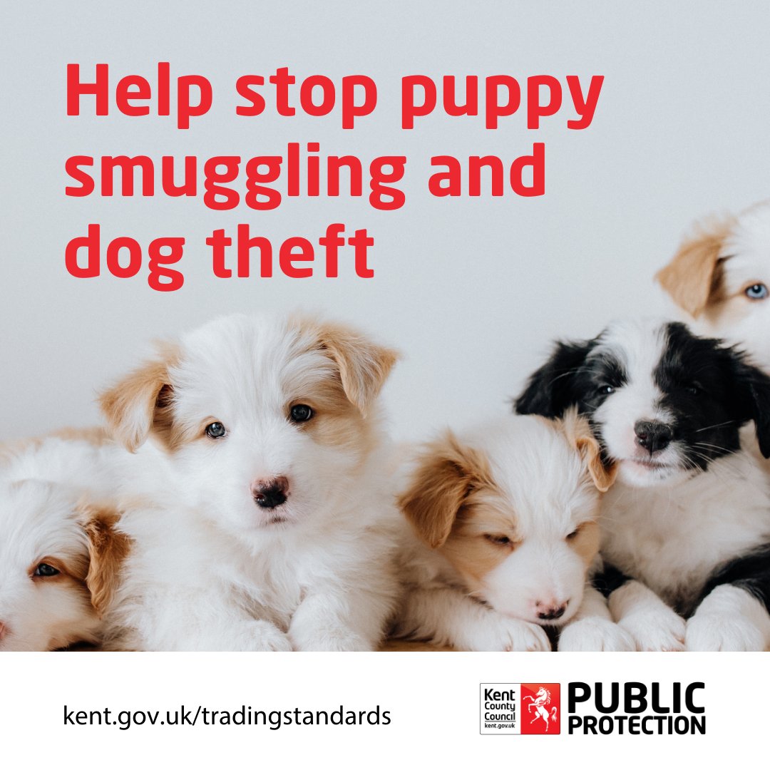 Criminal gangs have profited from the pandemic and people's desire for a canine companion. For more information loom.ly/EaRpAyI Help to stop organised crime and cruelty to animals by contacting Crimestoppers on 0800555111 what you know. You'll stay 100% anonymous.