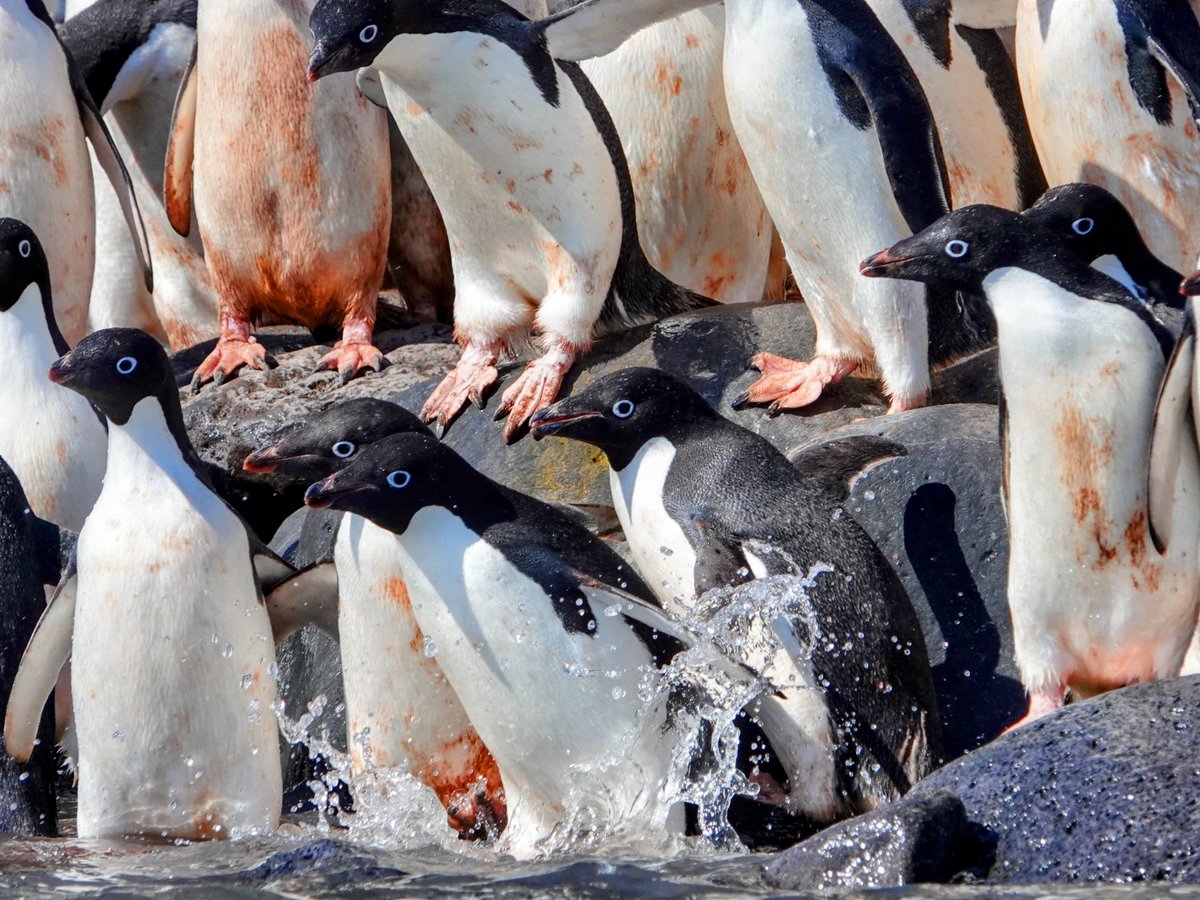 @bernabephoto @BerkeleySqB Stunning shots Richard! Here are a few of ours to celebrate the little rugged beauties on #WorldPenguinDay