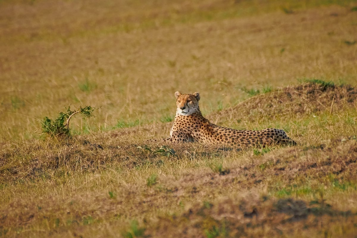 Nashipai Basking under evening sun | Masa Mara | Kenya
.
.
#natgeo #africawildlife #Nashipai #africanparksnetwork #intoafrica #discovertheworld #mammals #geladamonkey #cheetah #cheetahs #maasaimara #kenyawildlife #masaimara #bigcats #biology #destinationwild #bownaankamal