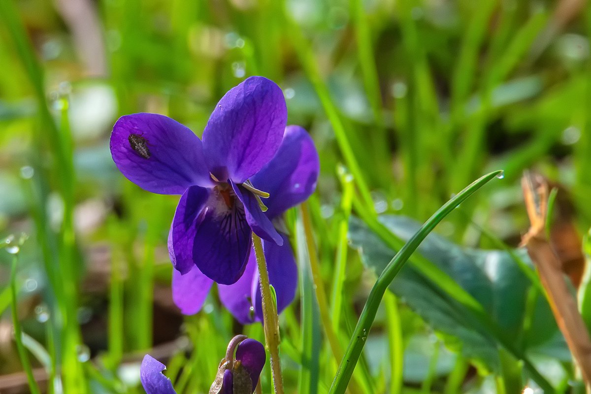 #XNatureCommunity #XNaturePhotography #TwitterNatureCommunity #TwitterNaturePhotography #NaturePhotography #NatureBeauty #Flowers #FlowersOfX #FlowersOfTwitter This one's for you and for #FlowersOnFriday