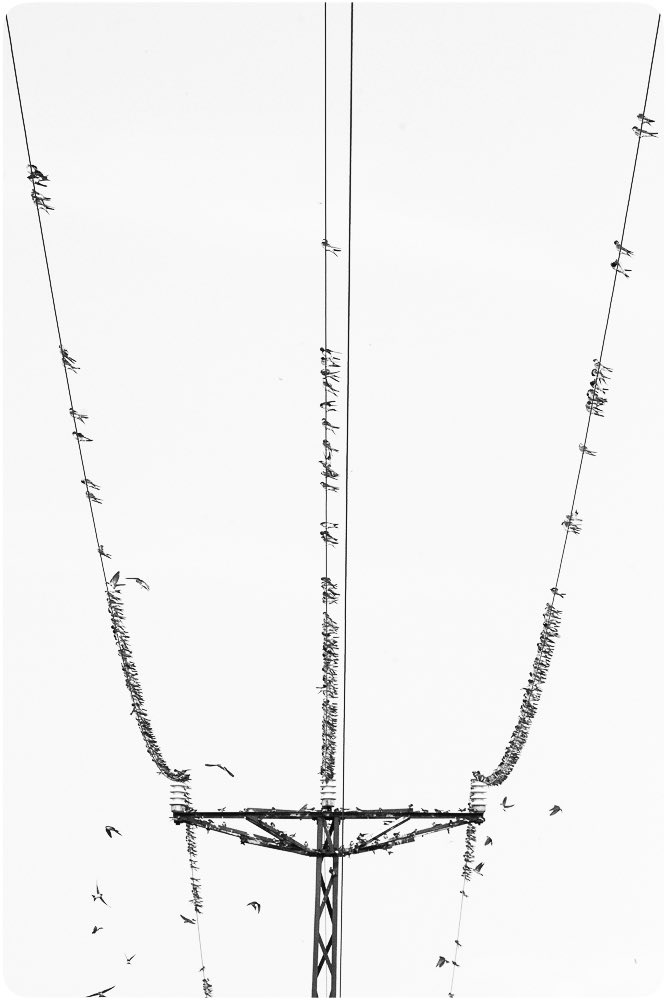 Minimal kuş fotoğrafları…

#HangiTür #birdwatching #nikonphotography #wildlifephotography #minimalism