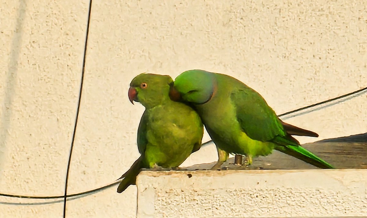 भांडण मिटले, आणि जरा अतीच प्रेमात आहेत हल्ली 🫣😁
(Assuming they are the same two) 

#backyardbirds