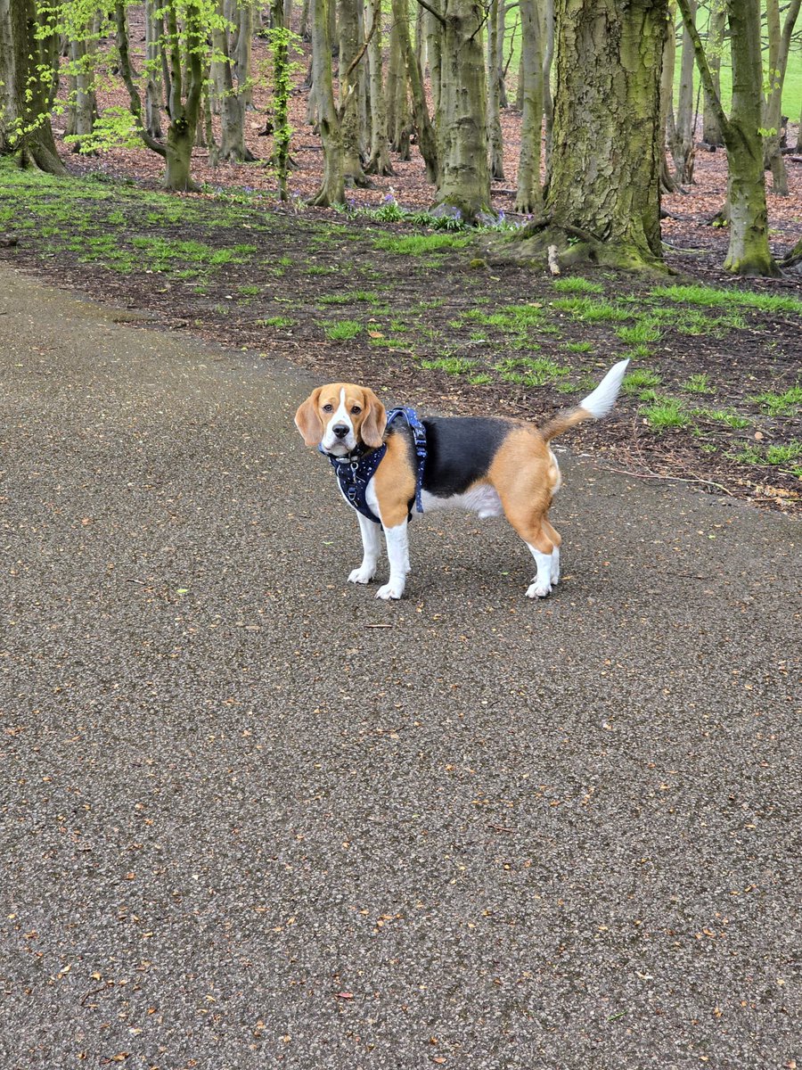 That looks back your beagle gives you when they're considering bolting 👀 you have approx 2 seconds to get some super nice treats out of your pocket 🤣