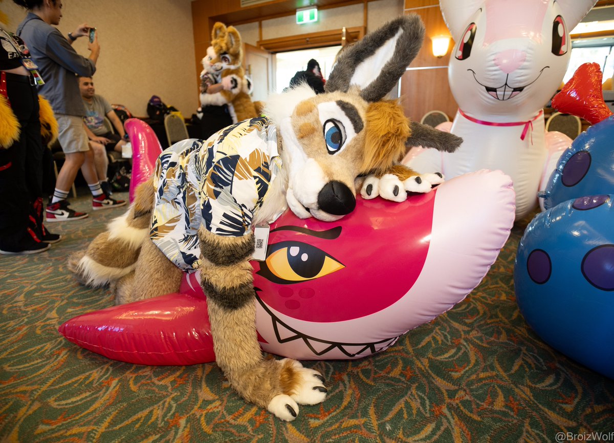 I was lucky enough to get some photos and have a snuggle with the adorable new pink Cora shark at #FurDU Preorders are still open for these cuties! Get yours before they’re all gone here: forms.gle/X98mURDNchw9Ba… 📷: @BroizWolf 🦈: @Squeakittytoys #FursuitFriday