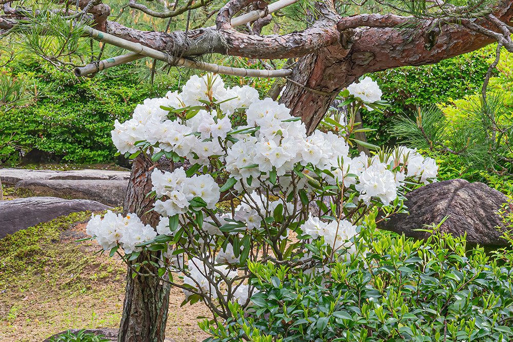 今朝4月26日の、姫路市好古園の花。2