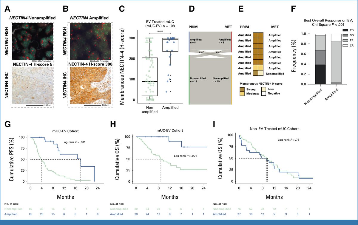 ⚡️ NECTIN4 Amplification Is Frequent in Solid Tumors and Predicts Enfortumab Vedotin Response in Metastatic Urothelial Cancer #BladderCancer #Immunology @Markuseckstein3 @JCO_ASCO ascopubs.org/doi/10.1200/JC…