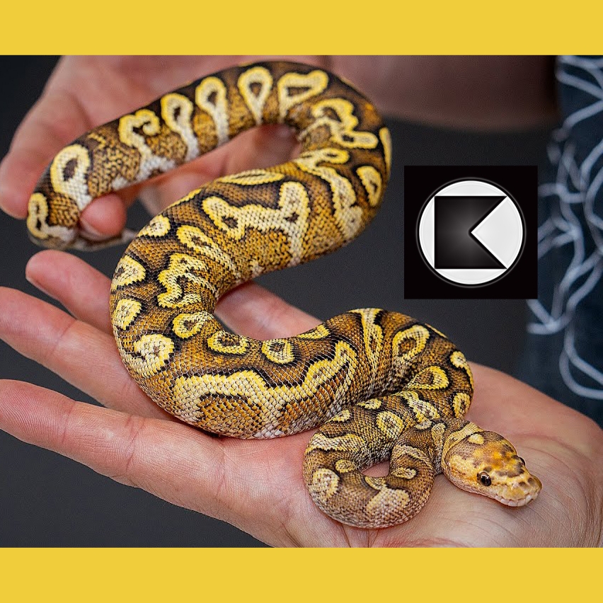 Mitico!! 😃 Super GHI Spotnose Yellow Belly Clown Ball Python (Python regius). Foto: Kinova. #baby #snake #reptile #livingart #lareptile #lareptiles #breeding #ballpython #royalpython #pythonregius #livingartreptile #livingartreptiles