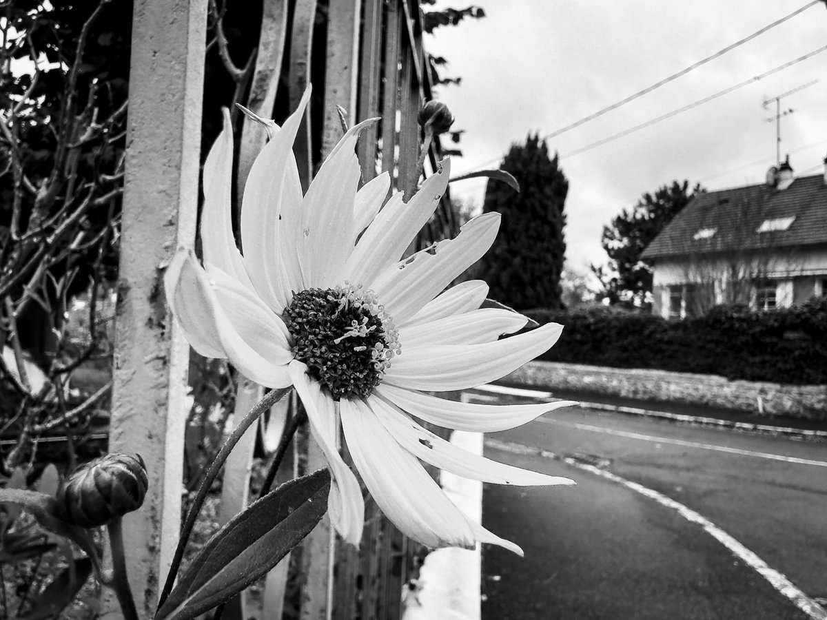 #bonjour

#yellow you just have to #imagine 😉 #soisysurseine #essonne #iledefrance #france
Color version 👉 answer 

#flower #street #lensonstreets #lensculturestreets #nature #shotbyme #shotoniphone #iphonephotography #mobiography #mobitog #reponsesphoto #essonneetvous