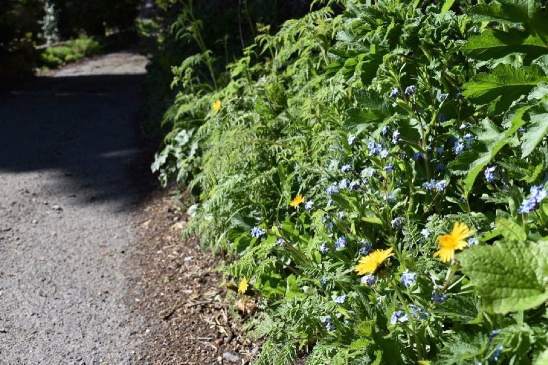 More than 700 different species of wild plants have been found on UK road verges. If councils reduce cutting where safe to do so, verges can be a fantastic habitat - boosting biodiversity, saving costs, and bringing more nature back into our lives. More: bit.ly/40VK5pl