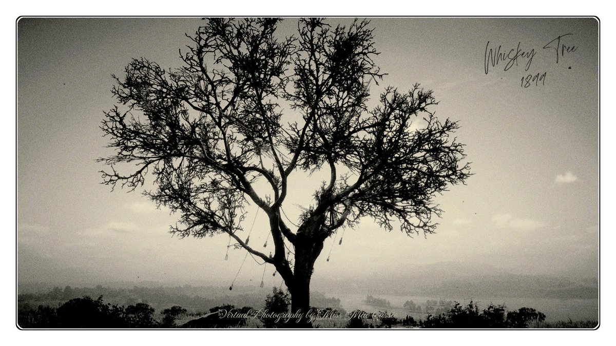 Whiskey Tree
The Heartlands / State of New Hanover

#RedDeadOnline
#VirtualPhotography | #ThePhotoMode | #ArtistofSociety | #WorldofVP
#VPGAMERS | #VPRT | #WIGVP | #VPisArt | #VGPUnite | #FutureVPSupport
#BlackAndWhitePhoto | #ColorizedPhoto