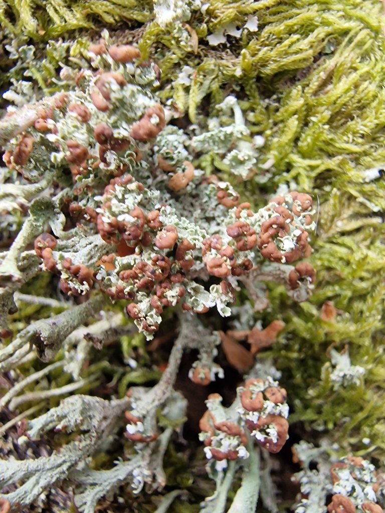 Great Petersfield Area Lichen Enthusiasts, a @BLSlichens local group, meeting yesterday. Lovely people. Saw some new-to-me lichens: Gyalecta (Pachyphiale) carneola; Phaeographis smithii and some favourites: Normandina pulchella (with Metzgeria furcata); Cladonia ramulosa