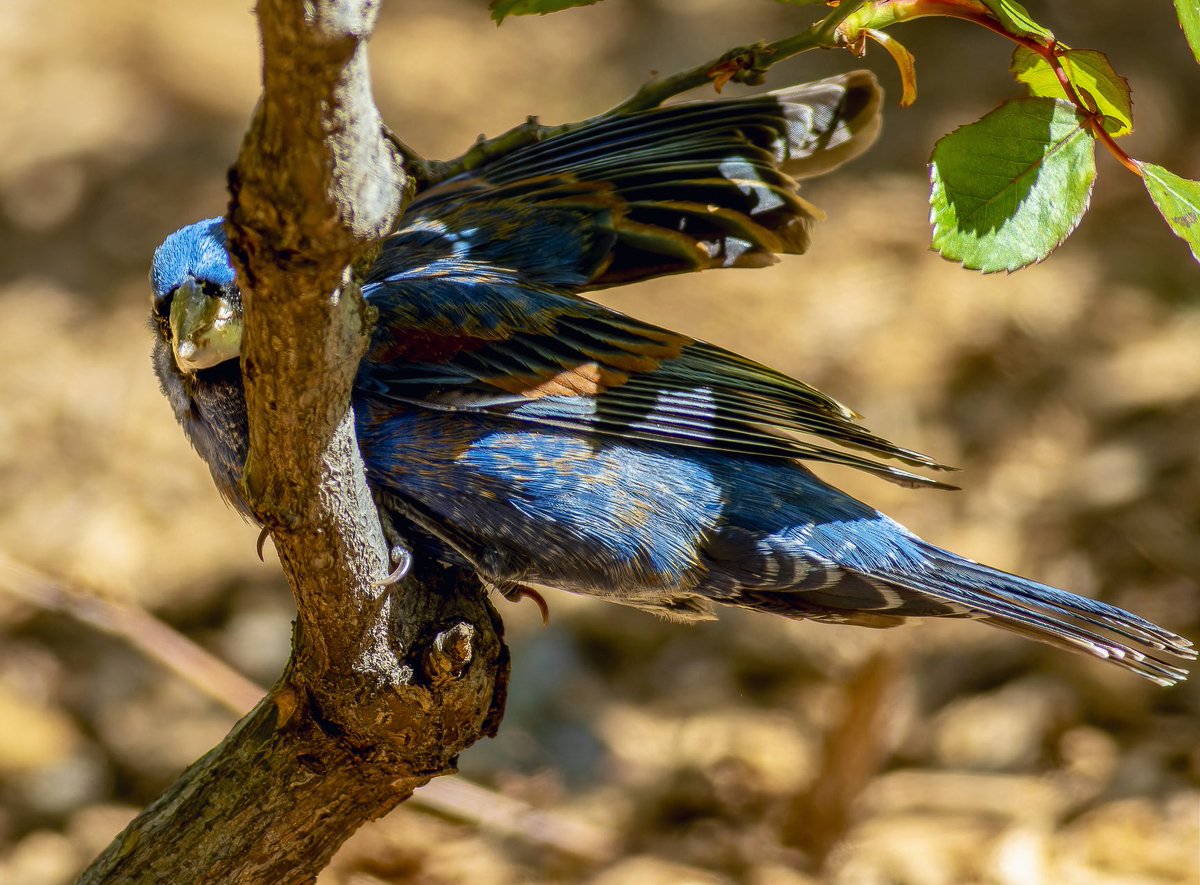 While this celebirdy blue grosbeak of the East Village may appear to be doing nothing, it’s all an act. Between fighting off jealous starlings, chasing insects in unsavory places & escaping gawkers by flying up to treetops, this lifer always be foraging. #birdcpp #BirdsSeenIn2024