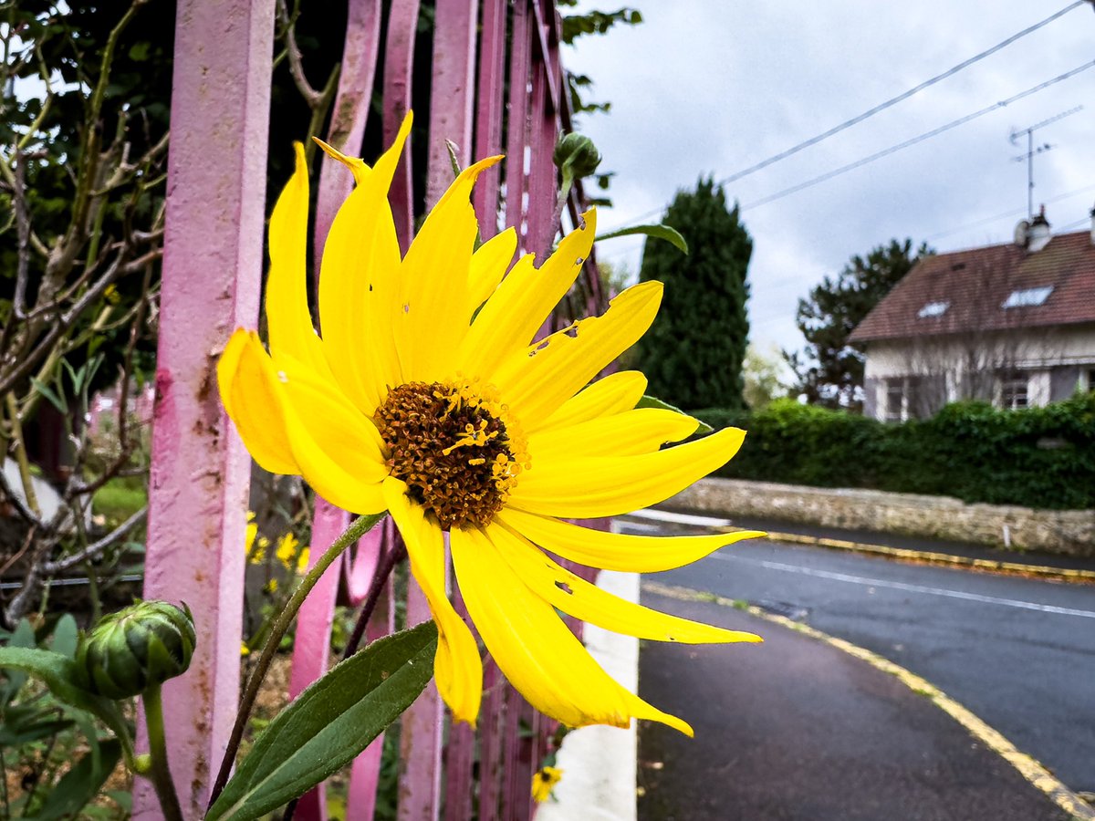 #bonjour

#yellow 😉 #soisysurseine #essonne #iledefrance #france
Color version 👉 answer 

#flower #street #lensonstreets #lensculturestreets #nature #shotbyme #shotoniphone #iphonephotography #mobiography #mobitog #reponsesphoto #essonneetvous