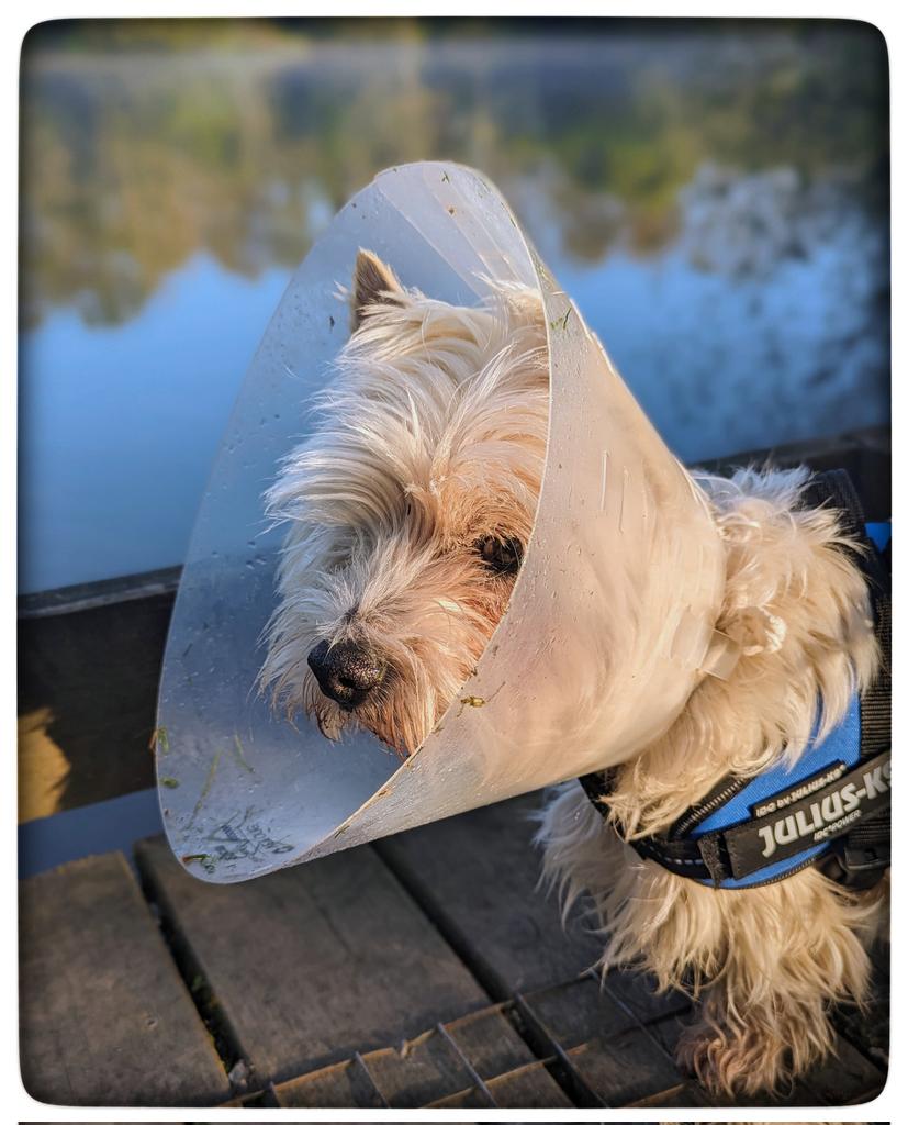 #Spring walks Freddie has some fab news!! The tumour isn't cancer! Cone on til Sunday 🤗 The pool looked beautiful Lovely reflections 🌸 The song thrush sang Blue tits flying over the pool Things that make me happy 💛 #Gentleness 💙 #Ready4Freddie 💚🐶 #KeepGoing x⛅