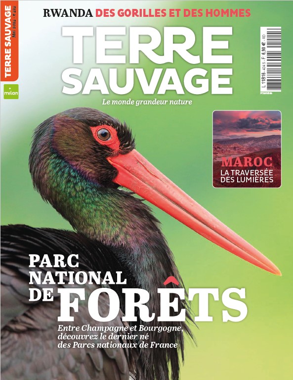 Le numéro de @TerreSauvageMag du mois de mai vous amène à la découverte du Parc national de forêts 🌳🦊🌱 Avec la Cigogne noire d'Olivier Pellerin en couverture, photographe de talent du territoire, et d'autres merveilles à l'intérieur 🌼