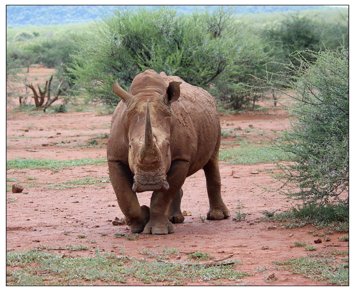 ..
🦏🩶 A White Rhino moving in for a closer look at the visitors……

📸 My own.
🌍 #SomewhereInAfrica
😔 #EndangeredSpecies 
🛑 #StopRhinoPoaching
✅ #KillTheMarketNotTheRhino