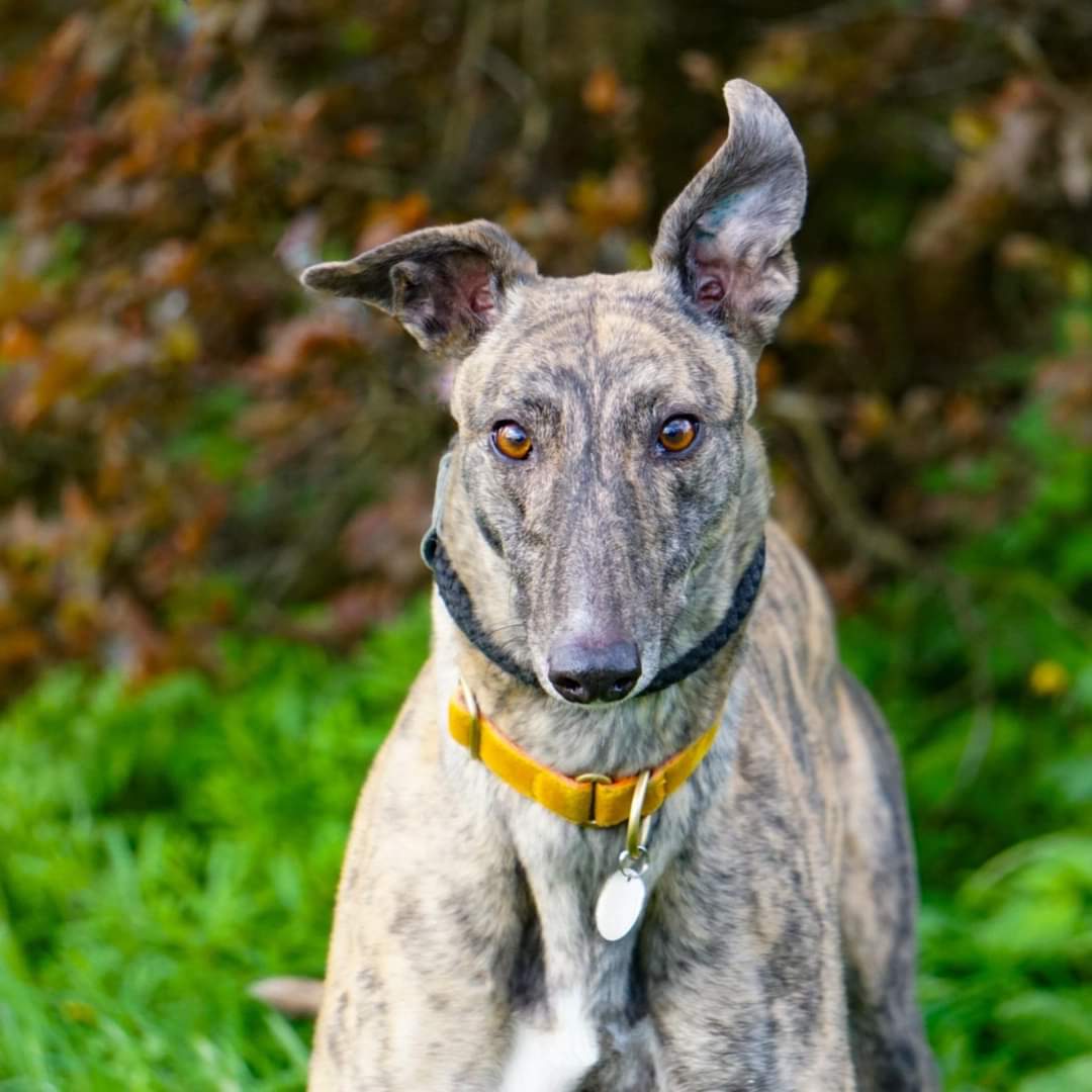 🌟FRIDAY FEATURE🌟 Over the past two weeks we have taken in 6 new arrivals and today we'd like to introduce you to six year old brindle girl ELLIE. Friendly girl ELLIE is easy to walk and settling in well. More details on makants.uk @makants