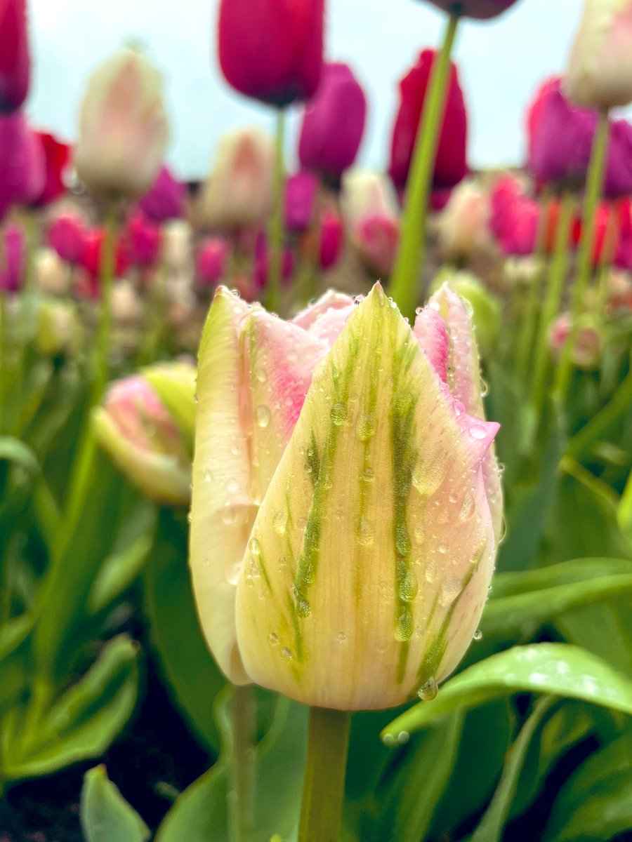 Tulips still tuliping #flowersonfriday #inmygarden #gardening #GardeningX