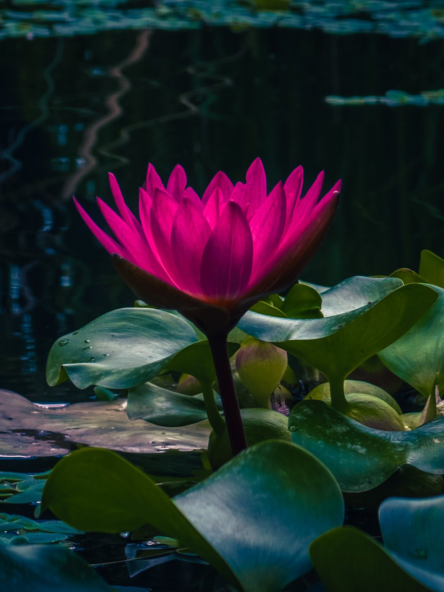 A single pink lotus blooms in the still pond. Unafraid of the muck below, it rises in perfect form.

#ShotOnSnapdragon
#S23Ultra