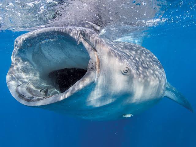 Dyk that whale sharks are the largest fish species in the world? 

They play a important role in bolstering the resilience of tropical marine ecosystems. They offer habitat and refuge for smaller sea organisms and foster a symbiotic relationship with tuna, benefiting both species