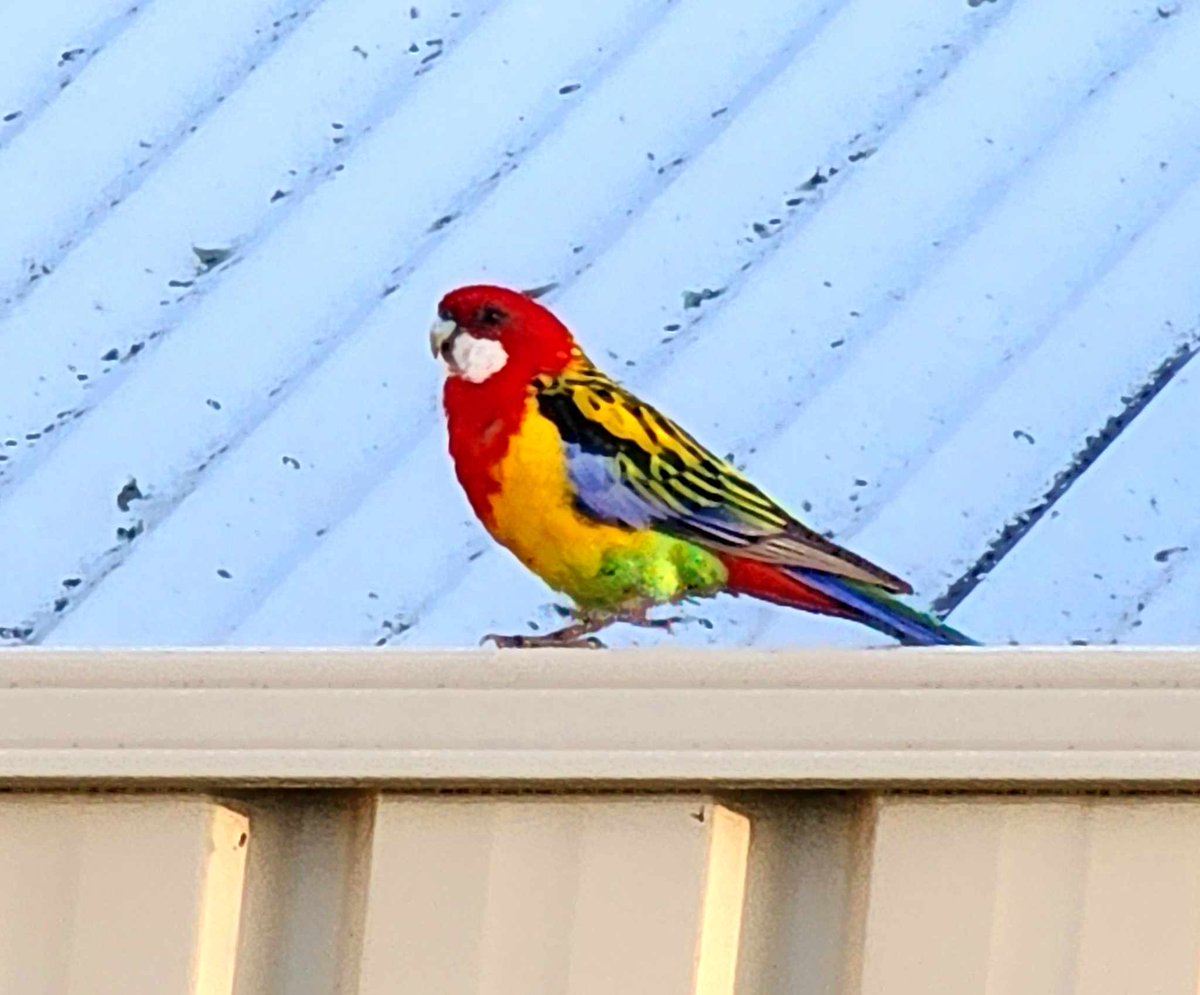 #Oliverscampaign The joys of living in Australia. Look at what is sitting on my garden fence. @DrAmirKhanGP you would love it here