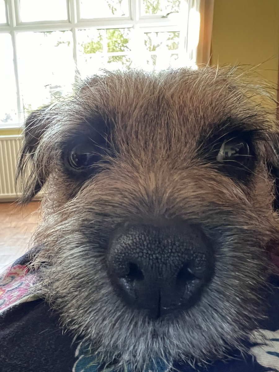 My Mum says I have the most boopable nose ever! Pfft I’m a rufty tufty noble Border Terrier boy aged 2 years and 8 mumths old…not a booper! #BTPosse #borderterrier #dogsoftwitter #dogsofx