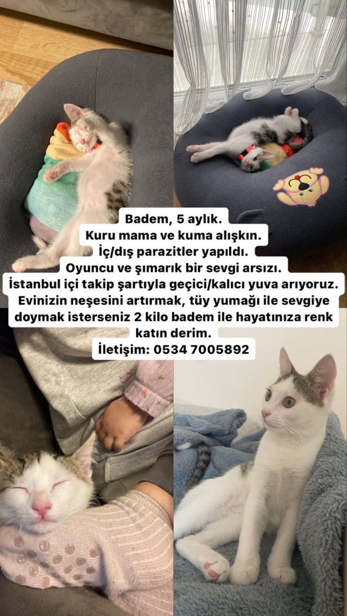 5 AYLIK BADEM YAVRUMUZA ÖMÜRLÜK YUVASINI ARIYORUM İSTANBUL 0534-700-5892 @sefadayii