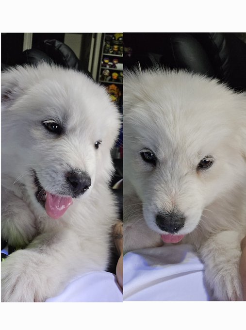 2 pic. Meet Stewie ?‍❄ my little polar bear https://t.co/Yw0dMoNy6P