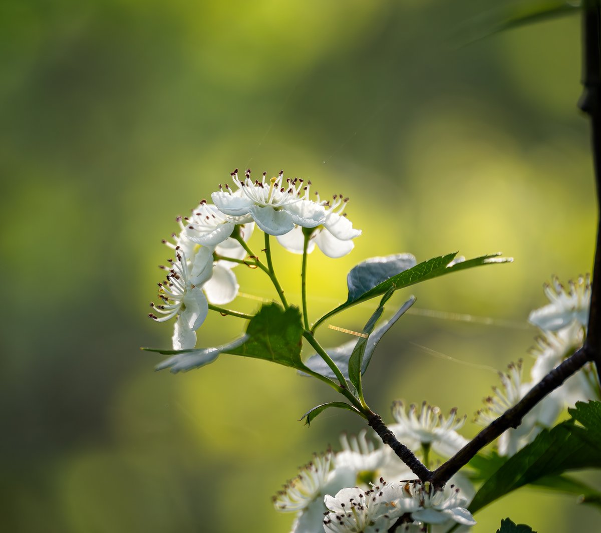 Hawthorn blossom with gossamer spider silk strands. #Flowersonfriday #photography #flowerphotography #Flowers #MacroPhotography #Macro