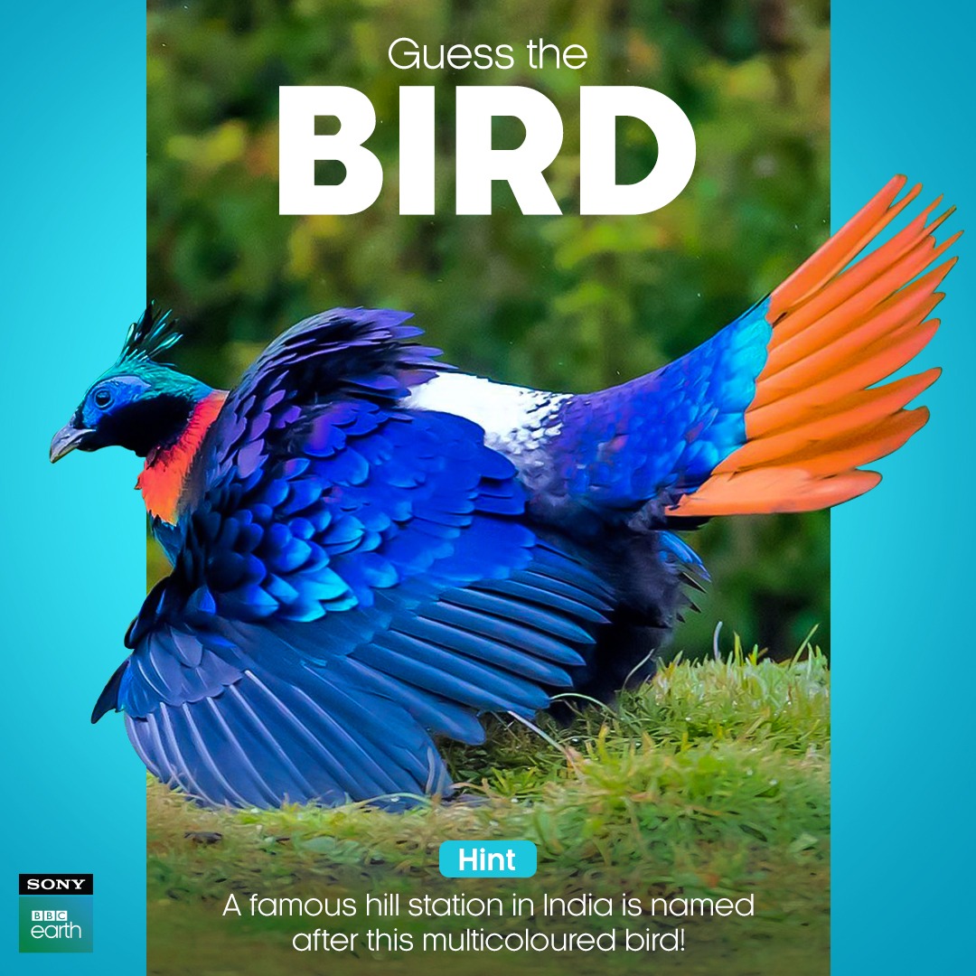 While the females of this bird species are subdued in colour, the males are a living work of art with their fascinating, multicoloured feathers from head to toe.​

#SonyBBCEarth #FeelAlive #Nature #Wildlife #GuessTheAnimal #GuessTheBird #BirdsSeenIn2024