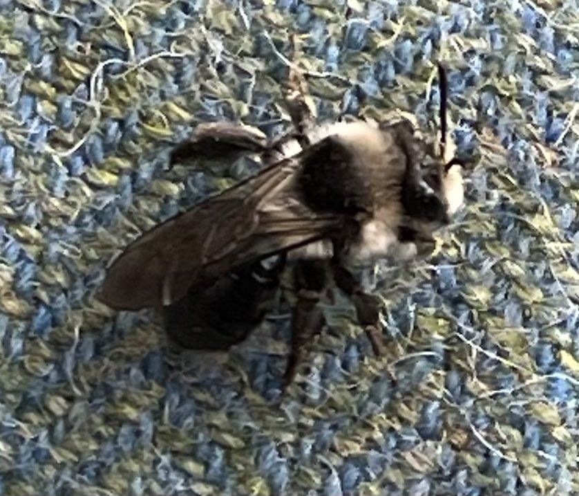 This solitary mining bee took an interest in a Broomwood blazer yesterday! The school’s bee hotel is clearly open for business! #ecoschool #sustainability #biodiversity