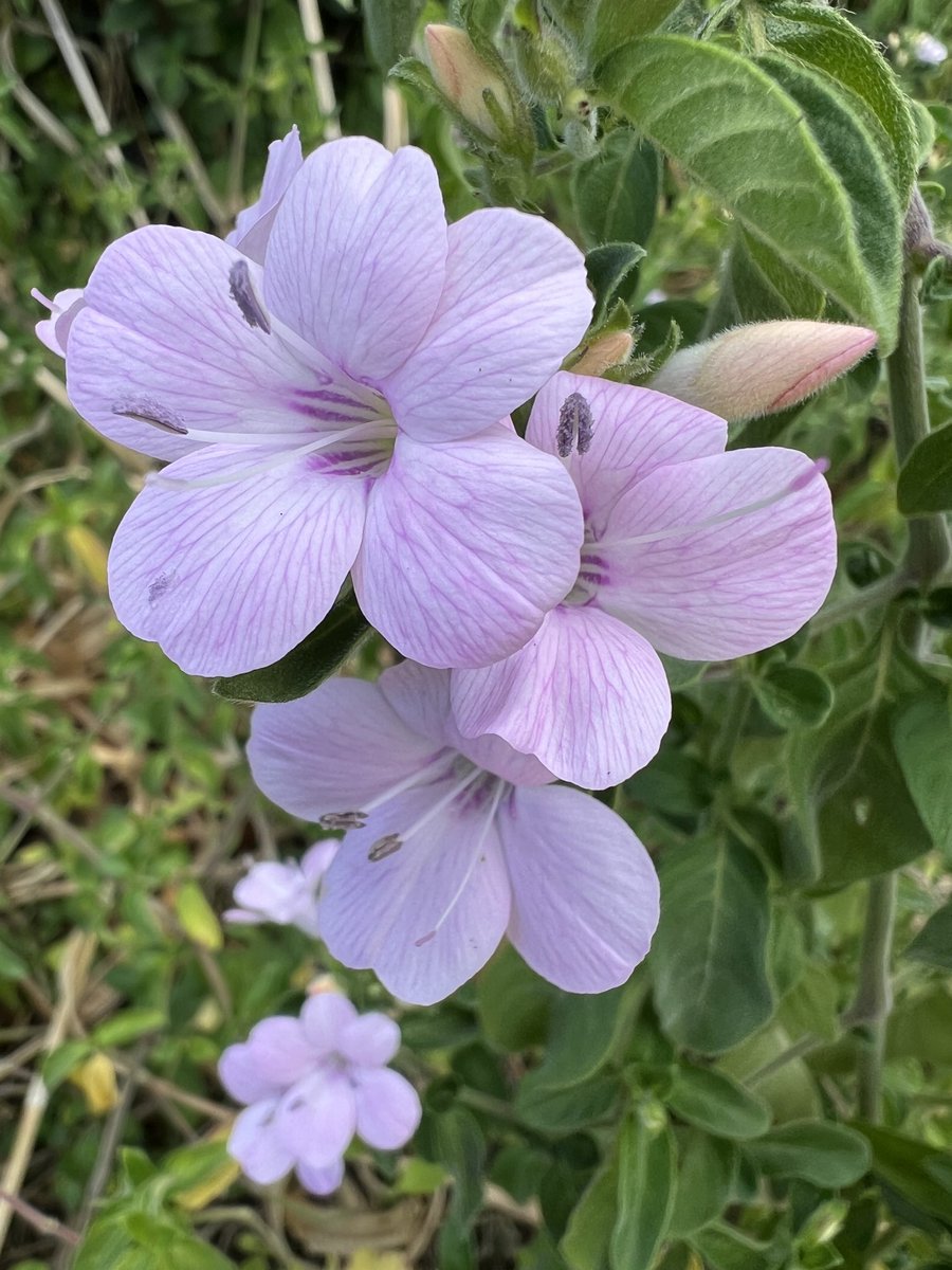 This bush violet (Barleria obtusa), a local beauty, for #FlowersOnFriday 🌸🐝🌸 Wishing everyone a lovely weekend. #flowers #wildflowers