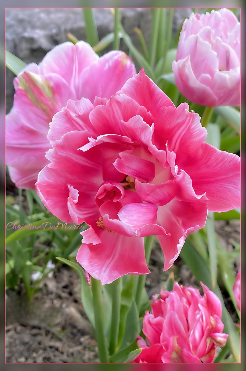 Hello 🙋🏻‍♀️ my beautiful #XFriends Wishing you all a lovely Friday, 26th of #April #PinkFriday 🌸 #FlowersOnFriday 🌷and a dash of  #GardeningX with fashionable 👚 #Pink 👛🎀double #Flowering #Tulips 💐 #SpringBlooms #Peace & #Love 💕 🥰❣️🫶🩷 from #MyGarden