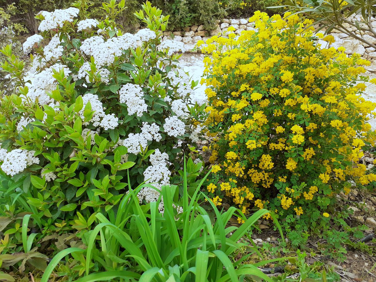 Bonjour à tous jardin en fleurs ❤️🍀😘#fleurs  #NatureBeauty