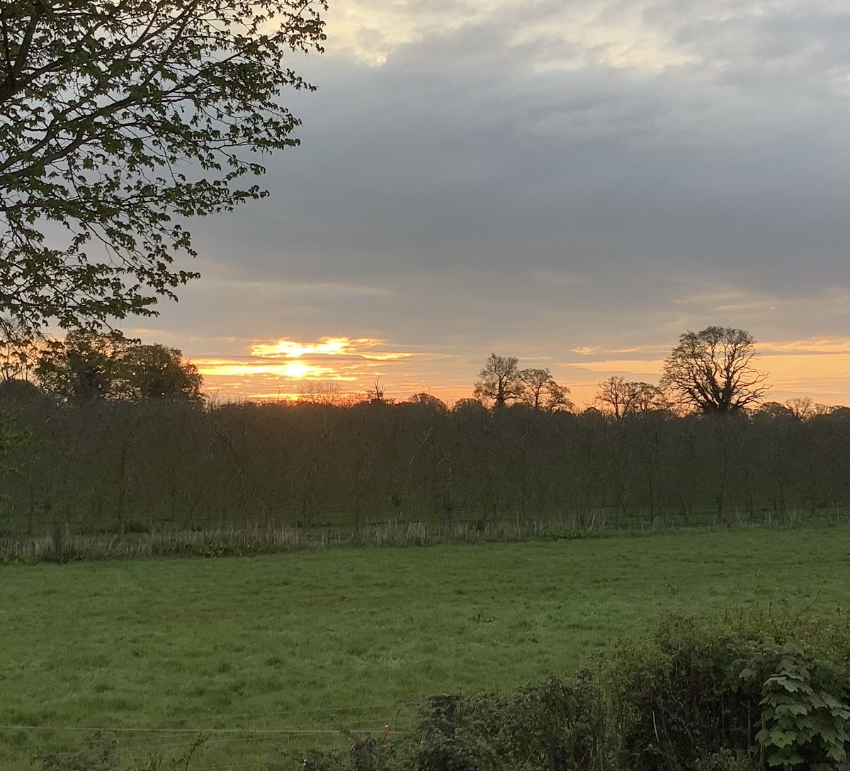 Good morning from the #WelshMarches. Pink sunrise over the orchard but rain threatening.