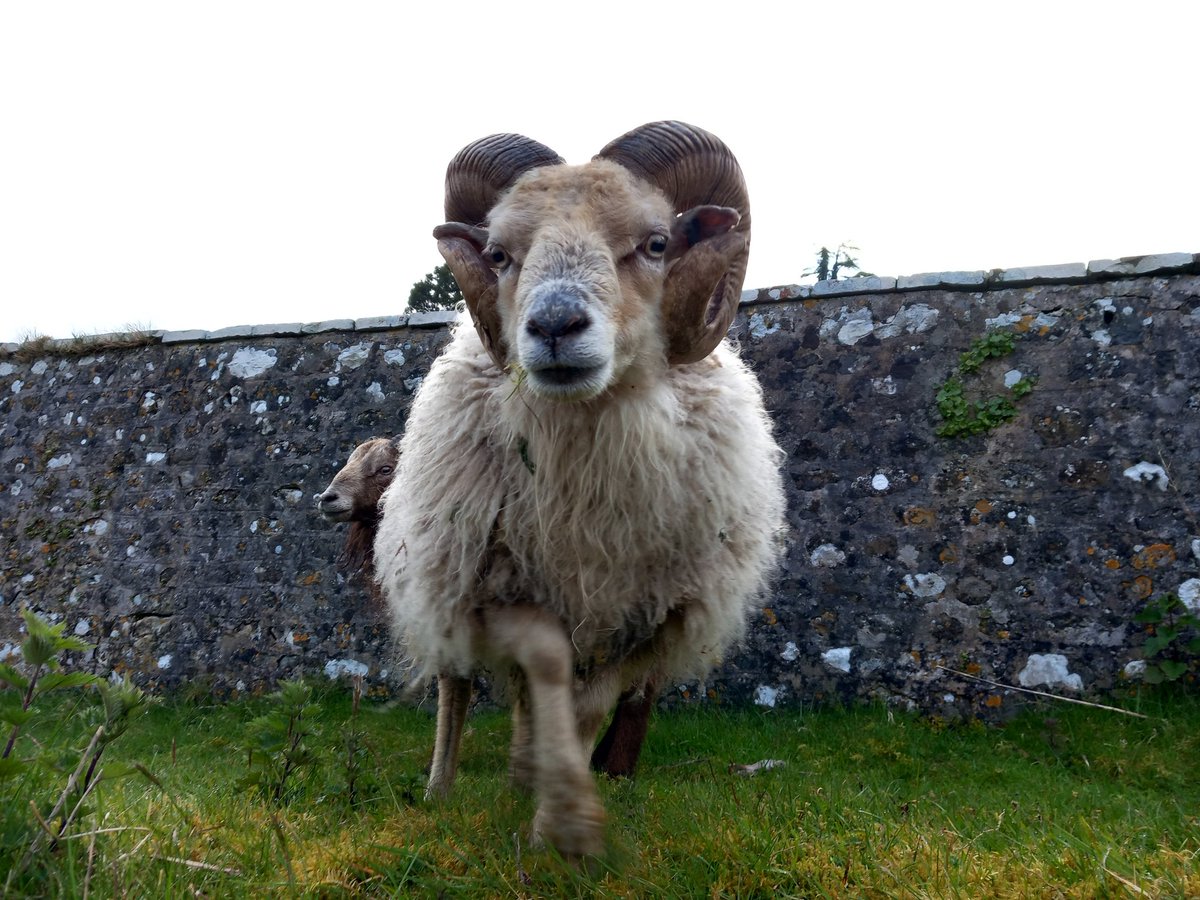 Churchyard sheep #countrylife #sheepoftwitter #sheep #churchyardsheep #wiltshire #longleat #cranbornechase #morningwalk #lovewhereyoulive #villagelife