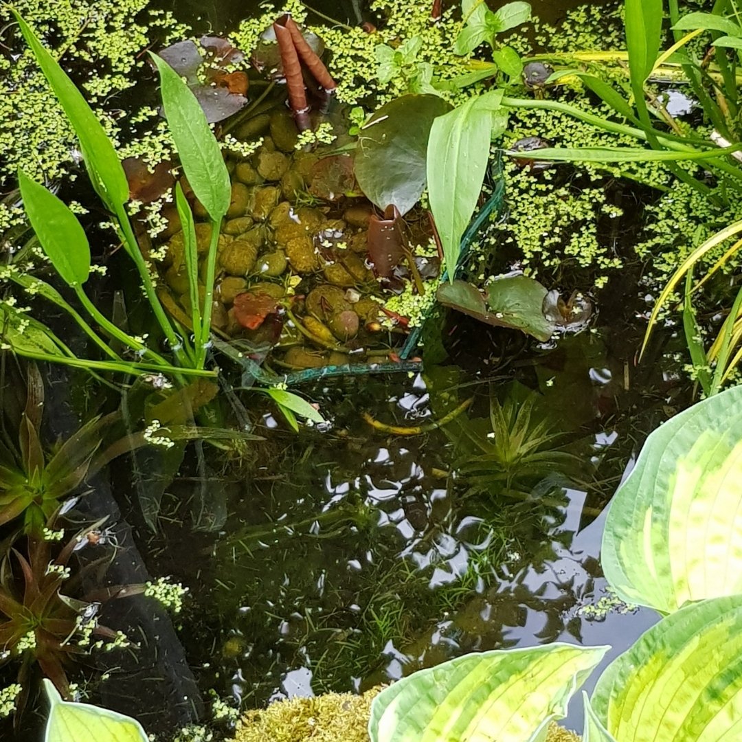 Today we're celebrating another one of our Wildlife Garden Heroes! 🦋🐦🌱🐝🌸

Stacy Tuttle is a #horticulturist & #gardendesigner with 25 years experience who has always had a passion for encouraging wildlife into our garden spaces.

Here's what she has to say: