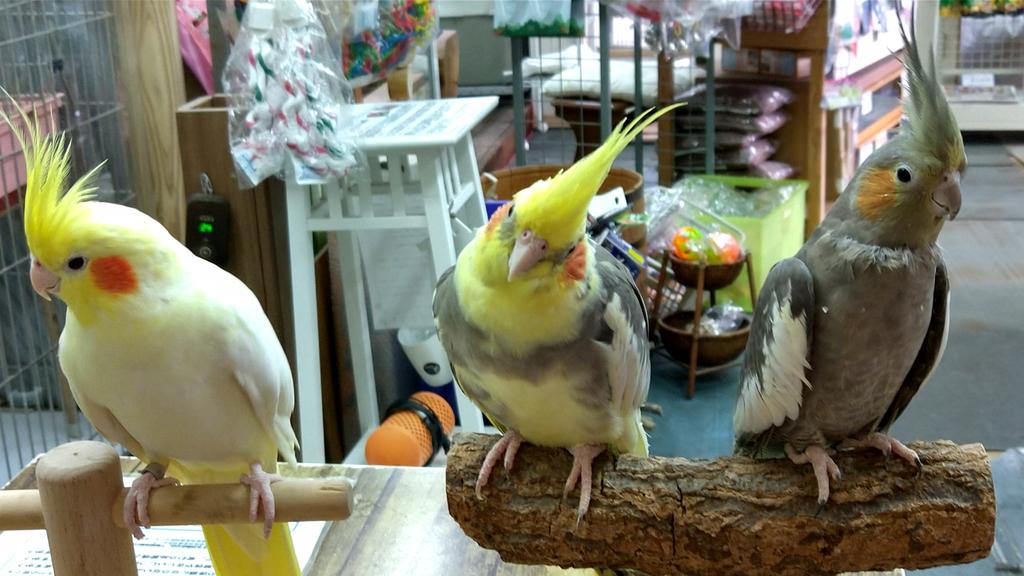 ～お知らせ～
29日は16時で閉店します。
30日火は定休日です。

G.Wは通常通り営業しておりますので、皆様のお越しをお待ちしております。

#こんぱまる姫路店