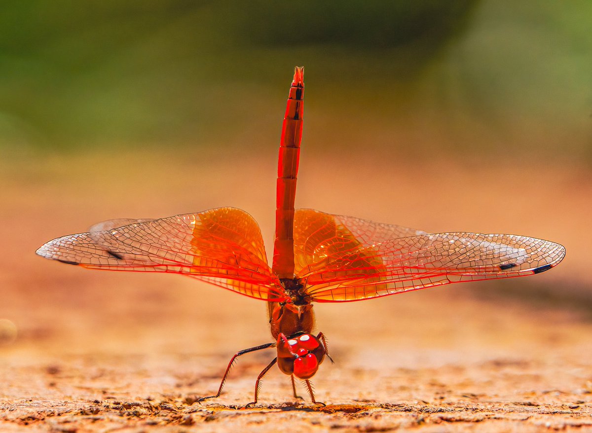 Scarlet Basker Dragonfly pauses for a scratch in Victoria Falls garden @snapagency @thetimes #BBCWildlifePOTD #TwitterNatureCommunity #NaturePhotography #afrcanwildlifephotography #victoriafalls