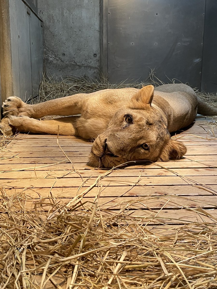 シンガポール動物園からやってきた #インドライオン のヴェラ（オス）とバーラ（メス）は元気にしています！
#ズーラシア の環境にも、だんんだん慣れてきたようです。
＃ZOORASIA #AsianLion