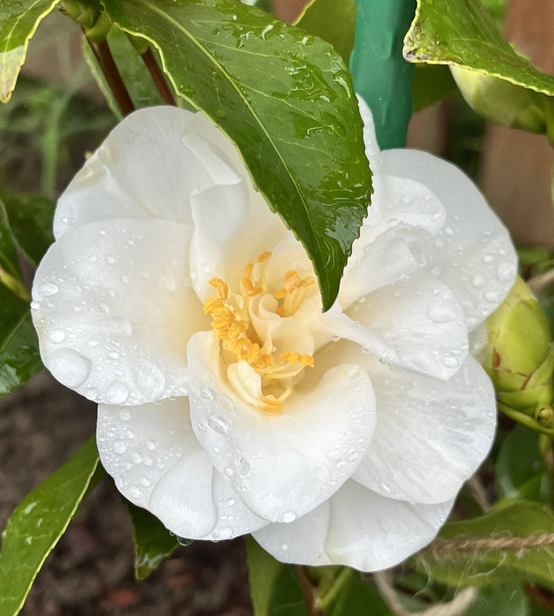 Good morning. My young camellia is doing great, I think. Hoping for lots of beautiful blooms in the future. The time will tell.  #MyGarden #FlowersonFriday