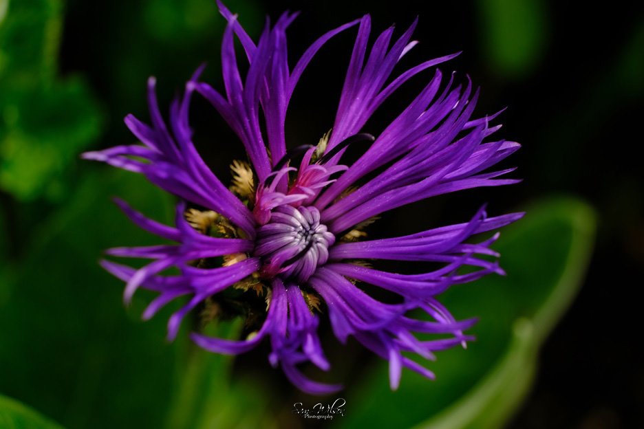 Purples in my garden #flowerphotography #flowersonfriday #nature