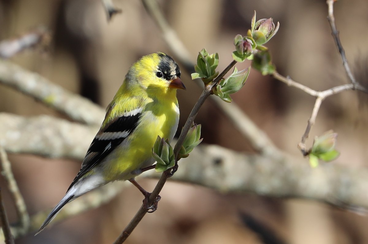 Goldfinch on the budding Lilac branch. #TwitterNaturePhotography #BirdsOfTwitter #Goldfinch