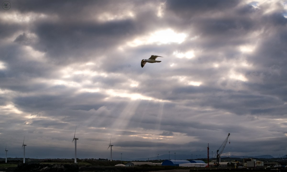 Cranes and Gull

Was aiming for the sunrays through the clouds but the gull wanted to star 😁

#landscape #coast #waterways #shoreline #cumbria #LakeDistrict #industry #docks #sunshine #crane #windturbines #seagull #photography #photographer  #fujifilm #landscapephotography